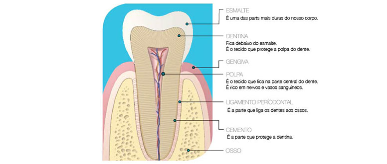 Sensibilidade dentária: dentina