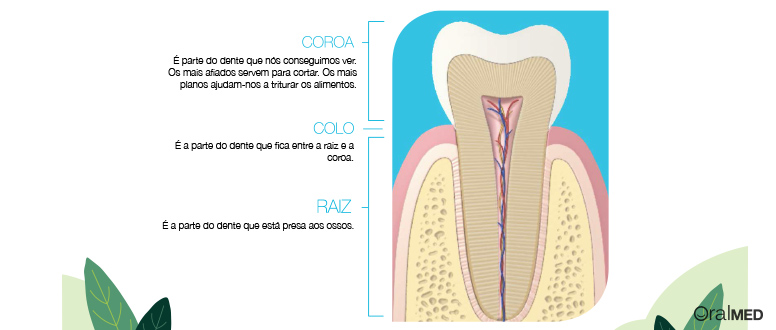 O dente: coroa, colo e raiz.