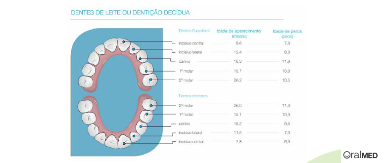 O dentes: constituição dos dentes de leite.