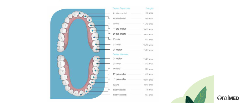 O dente: constituição dos dentes definitivos.