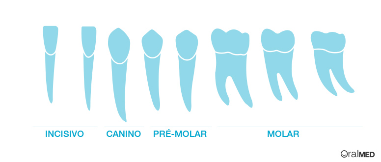 O dentes: incisivo, canino, pré-molar e molares.