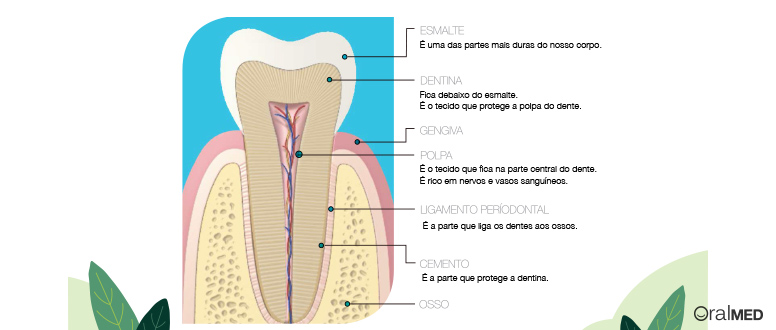 O dente: esmalte, dentina, gengiva, polpa, ligamento periodontal, cemento e osso.